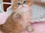 Romeo - British Shorthair Kitten For Sale - NY&comma; US