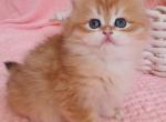 Rafael - British Shorthair Kitten For Sale - NY&comma; US