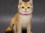 Emily - British Shorthair Kitten For Sale - NY&comma; US
