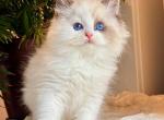 Arnold - Ragdoll Kitten For Sale - NY&comma; US