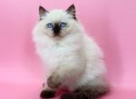 Jimmy - Ragdoll Kitten For Sale - NY&comma; US