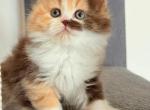 Tata - Scottish Straight Kitten For Sale - NY&comma; US