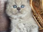 Timur - Scottish Straight Kitten For Sale - NY&comma; US