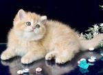 Remy - British Shorthair Kitten For Sale - NY&comma; US