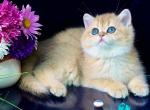 Rosalie - British Shorthair Kitten For Sale - NY&comma; US