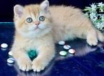 Rafaela - British Shorthair Kitten For Sale - NY&comma; US