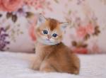 Aila - British Shorthair Kitten For Sale - NY&comma; US