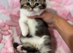 Blacky - Scottish Fold Kitten For Sale - NY&comma; US