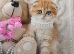 Iris - Scottish Fold Kitten For Sale - NY&comma; US