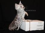 Minnie - Bengal Kitten For Sale - Baldwin&comma; MI&comma; US