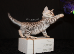 Bingo - Bengal Kitten For Sale - Baldwin&comma; MI&comma; US