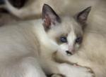 Sophies Siamese kittens - Siamese Kitten For Sale - Moneta&comma; VA&comma; US
