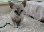 Clement Lynx Point LaPerm - LaPerm Kitten For Sale - AL&comma; US