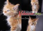 Valencia - Maine Coon Kitten For Sale - Braham&comma; MN&comma; US