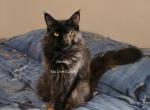Inesha Black Tortie - Maine Coon Cat For Sale - Longmont&comma; CO&comma; US