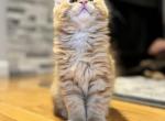 Papaya - Maine Coon Kitten For Sale - Palmer&comma; MA&comma; US