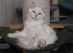 YAROSLAV IZ TVERSKOGO KNYAZHESTVA - Siberian Cat For Sale - NY&comma; US