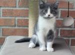 Blair - Domestic Kitten For Sale - Ellington&comma; CT&comma; US