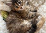 Leyla - Maine Coon Kitten For Sale - Brooklyn&comma; NY&comma; US