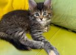 Mia - Maine Coon Kitten For Sale - Brooklyn&comma; NY&comma; US
