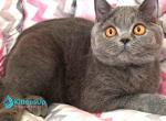 Uno - British Shorthair Cat For Sale - Norwalk&comma; CT&comma; US