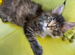 Reya - Maine Coon Kitten For Sale - Brooklyn&comma; NY&comma; US