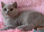Uylis - British Shorthair Cat For Sale - Norwalk&comma; CT&comma; US