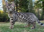 Puma - Bengal Kitten For Sale - Corona&comma; CA&comma; US