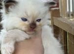 Boo Kitty - Ragdoll Kitten For Sale - New Smyrna&comma; FL&comma; US
