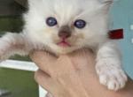 Ghost - Ragdoll Kitten For Sale - New Smyrna&comma; FL&comma; US