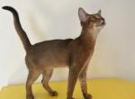 Simba - Abyssinian Cat For Sale - Staten Island&comma; NY&comma; US