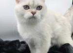 Bianca - British Shorthair Cat For Sale - 
