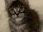 big boy - Maine Coon Cat For Sale - Lanoka Harbor&comma; NJ&comma; US