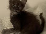 black smoke girl - Maine Coon Kitten For Sale - Lanoka Harbor&comma; NJ&comma; US