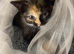 Lily - Domestic Kitten For Sale - Lawrenceville&comma; GA&comma; US