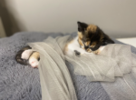 Cookie - Domestic Kitten For Sale - Lawrenceville&comma; GA&comma; US