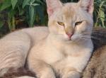 Prince - Highlander Cat For Sale - Bridgeton&comma; NJ&comma; US