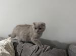 Scottish Fold kitten - Scottish Fold Kitten For Sale - Sedalia&comma; MO&comma; US