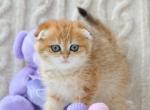 Iris - Scottish Fold Kitten For Sale - Hollywood&comma; FL&comma; US
