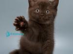 Hershey - British Shorthair Kitten For Sale - Hollywood&comma; FL&comma; US