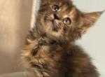 Mango - Maine Coon Kitten For Sale - Wilmington&comma; DE&comma; US