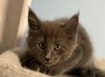 Jack - Maine Coon Kitten For Sale - Wilmington&comma; DE&comma; US