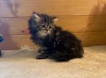 Lizzie - Persian Kitten For Sale - MO&comma; US