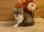 Lola - Persian Kitten For Sale - MO&comma; US