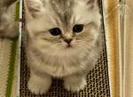 Pete - British Shorthair Kitten For Sale - OR&comma; US