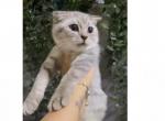 Mon - Scottish Fold Kitten For Sale - Oakland&comma; CA&comma; US