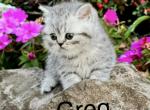 Greg - British Shorthair Kitten For Sale - OR&comma; US