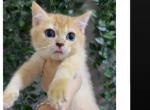 British - British Shorthair Kitten For Sale - Oakland&comma; CA&comma; US
