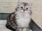 Zhasmine - Siberian Kitten For Sale - Pembroke Pines&comma; FL&comma; US