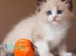 Beauty - Ragdoll Kitten For Sale - Pembroke Pines&comma; FL&comma; US